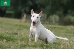Read more about the article Bull Terrier breeders and puppies in Washington