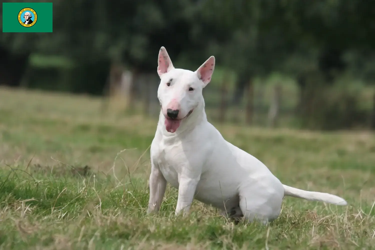 Bull Terrier puppies and breeders Washington Find Bull Terrier breeders in Washington here.