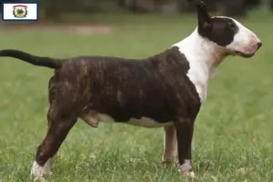 Read more about the article Bull Terrier breeders and puppies in West Virginia