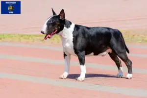 Read more about the article Bull Terrier breeders and puppies in Wisconsin