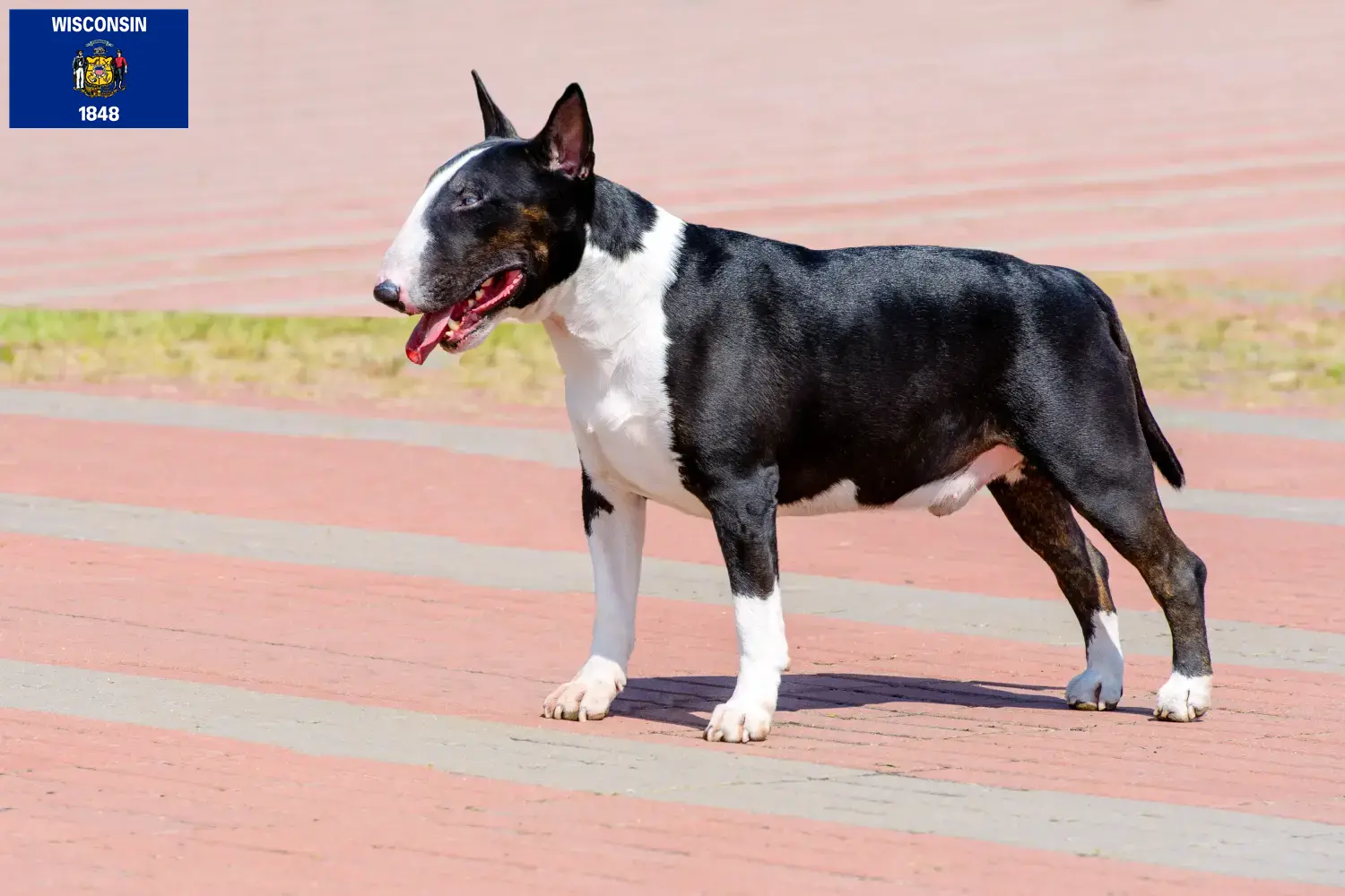 Bull Terrier puppies and breeders Wisconsin Find Bull Terrier breeders in Wisconsin.