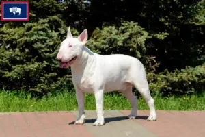 Read more about the article Bull Terrier breeders and puppies in Wyoming