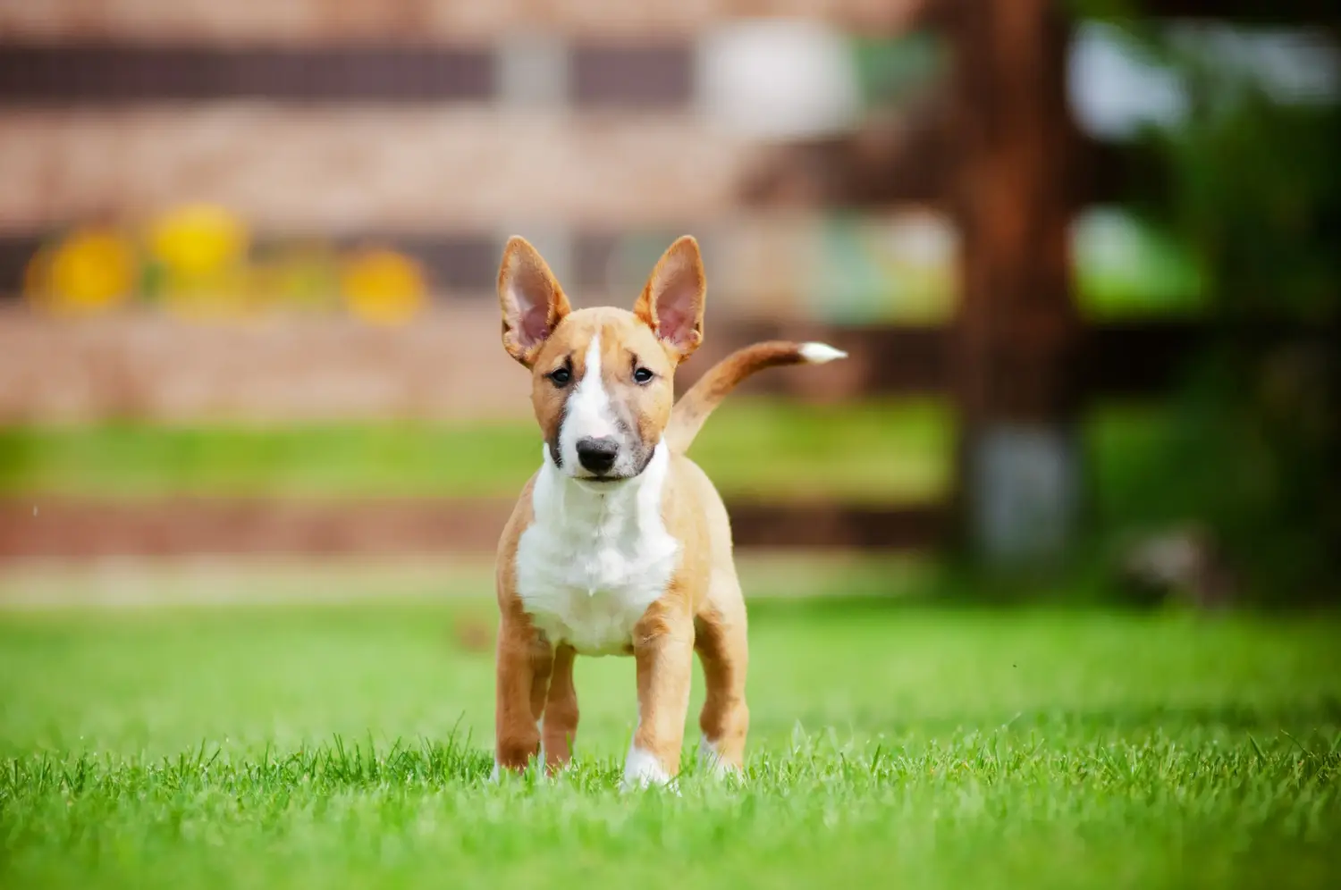 Buying a Bull Terrier puppy means taking responsibility! Buy Bull Terrier puppies.