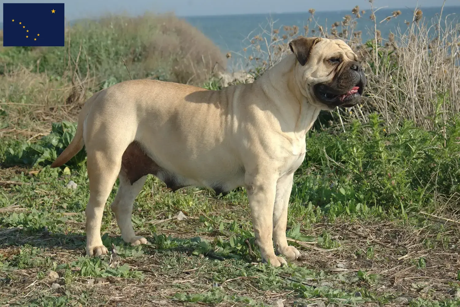 Bullmastiff puppies and breeders Alaska Here you can find Bullmastiff breeders in Alaska.