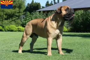 Read more about the article Bullmastiff breeders and puppies in Arizona