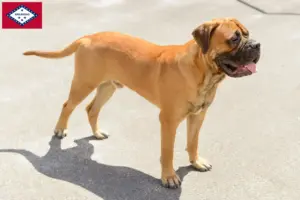 Read more about the article Bullmastiff breeders and puppies in Arkansas