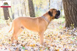 Read more about the article Bullmastiff breeders and puppies in California