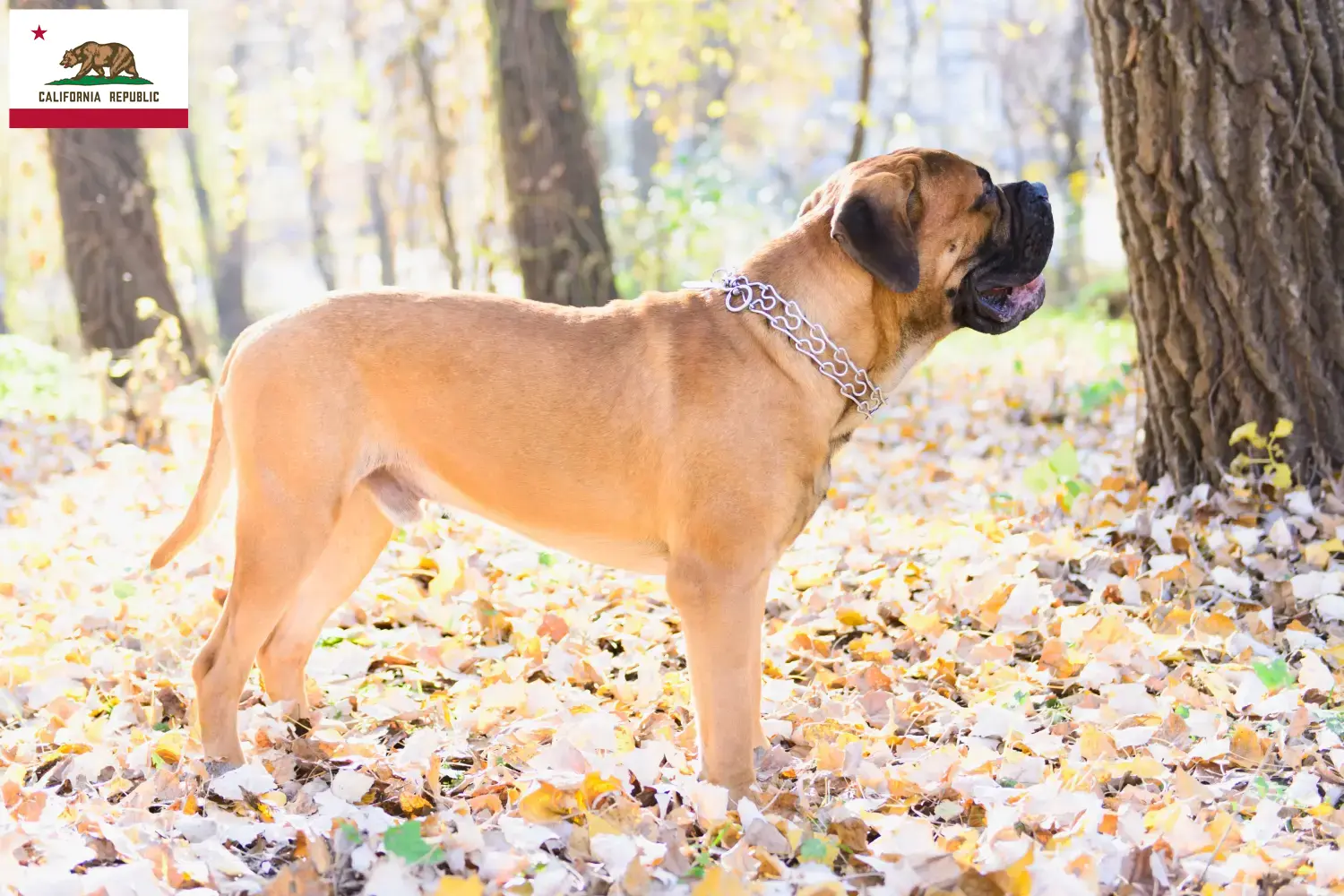 Bullmastiff puppies and breeder California Find Bullmastiff breeders in California.