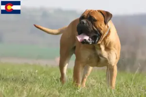 Read more about the article Bullmastiff breeders and puppies in Colorado