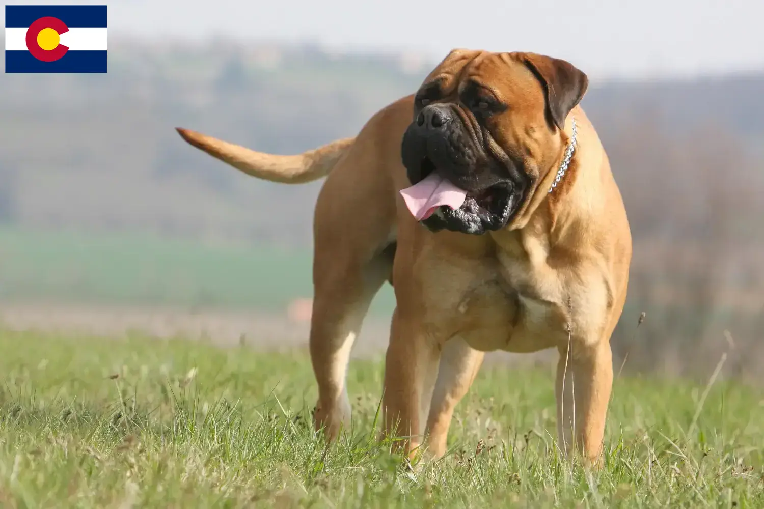 Bullmastiff puppies and breeders Colorado Find Bullmastiff breeders in Colorado.