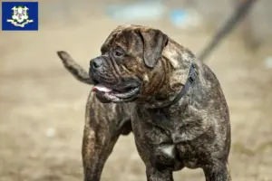 Read more about the article Bullmastiff breeders and puppies in Connecticut