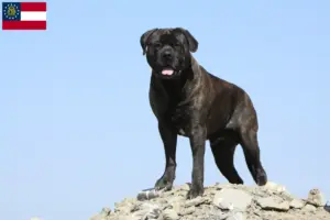 Read more about the article Bullmastiff breeders and puppies in Georgia