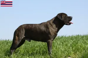 Read more about the article Bullmastiff breeders and puppies in Hawaii