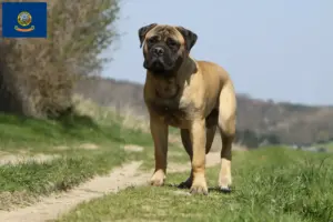 Read more about the article Bullmastiff breeders and puppies in Idaho