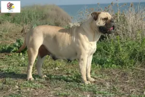 Read more about the article Bullmastiff breeders and puppies in Illinois