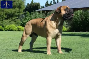 Read more about the article Bullmastiff breeders and puppies in Indiana