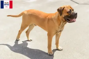 Read more about the article Bullmastiff breeders and puppies in Iowa