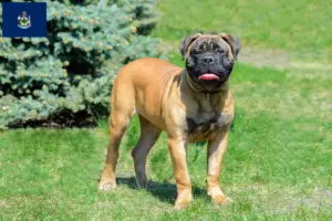 Read more about the article Bullmastiff breeders and puppies in Maine