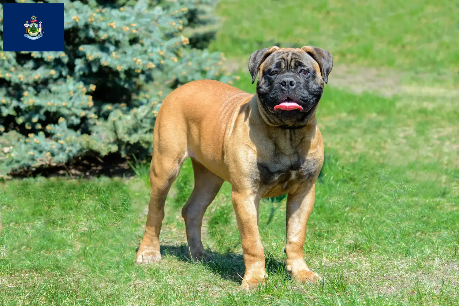 Bullmastiff puppies and breeders Maine Find Bullmastiff breeders in Maine here.