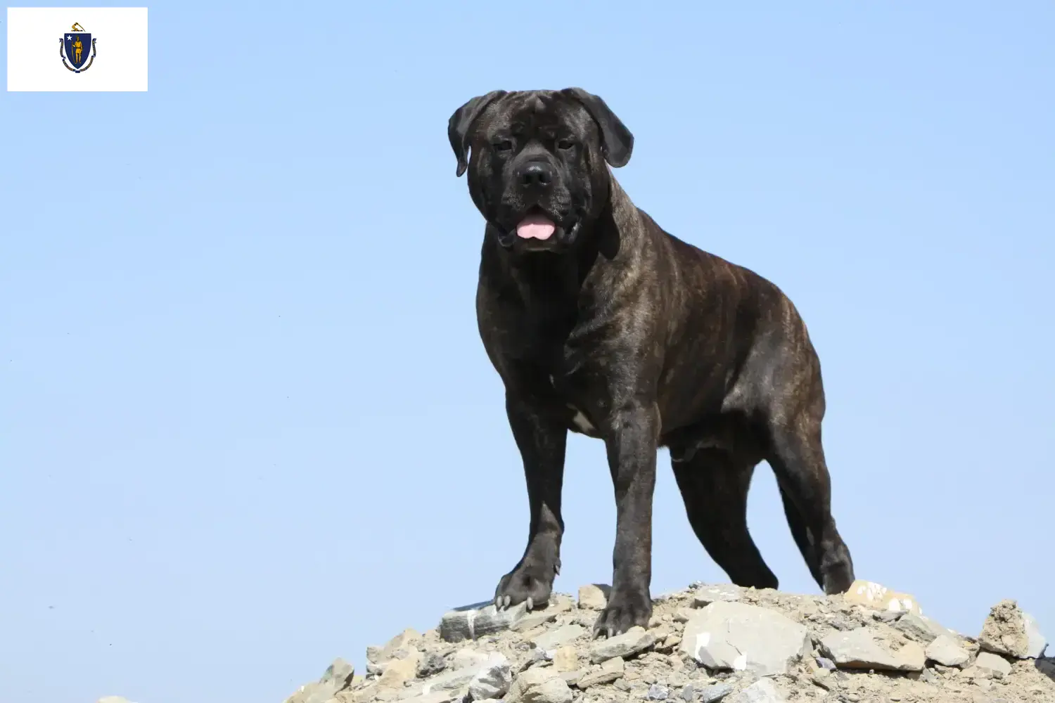 Bullmastiff puppies and breeders Massachusetts Find Bullmastiff breeders in Massachusetts.