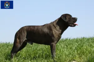 Read more about the article Bullmastiff breeders and puppies in Michigan