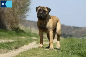 Read more about the article Bullmastiff breeders and puppies in Minnesota
