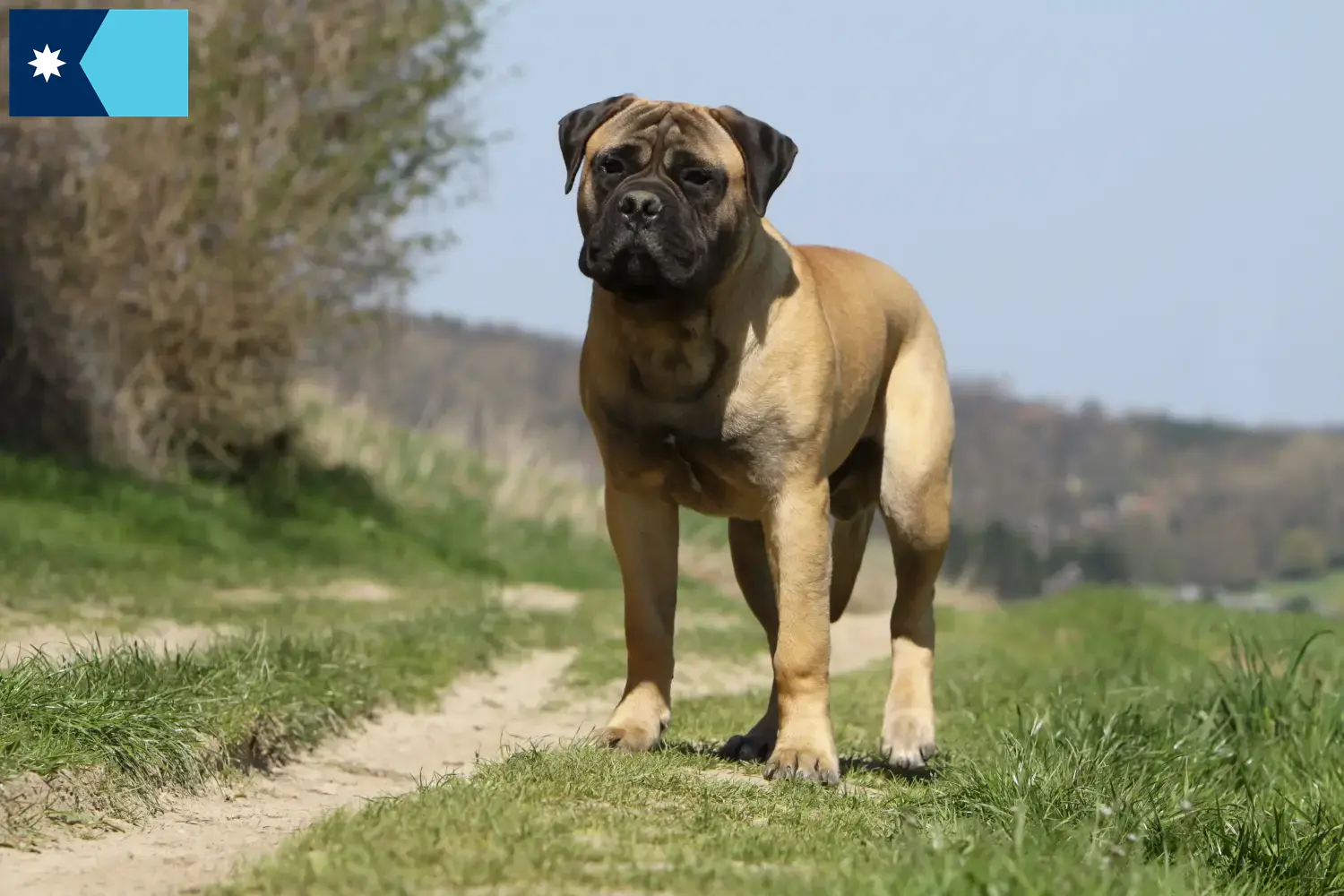 Bullmastiff puppies and breeders Minnesota Find Bullmastiff breeders in Minnesota.