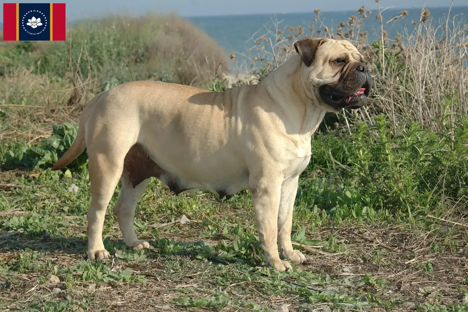 Bullmastiff puppies and breeders Mississippi Find Bullmastiff breeders in Mississippi here.