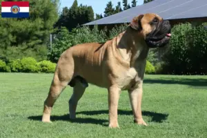 Read more about the article Bullmastiff breeders and puppies in Missouri