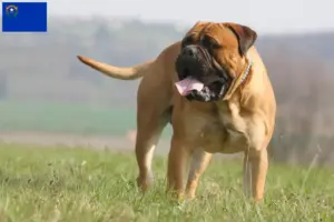 Read more about the article Bullmastiff breeders and puppies in Nevada