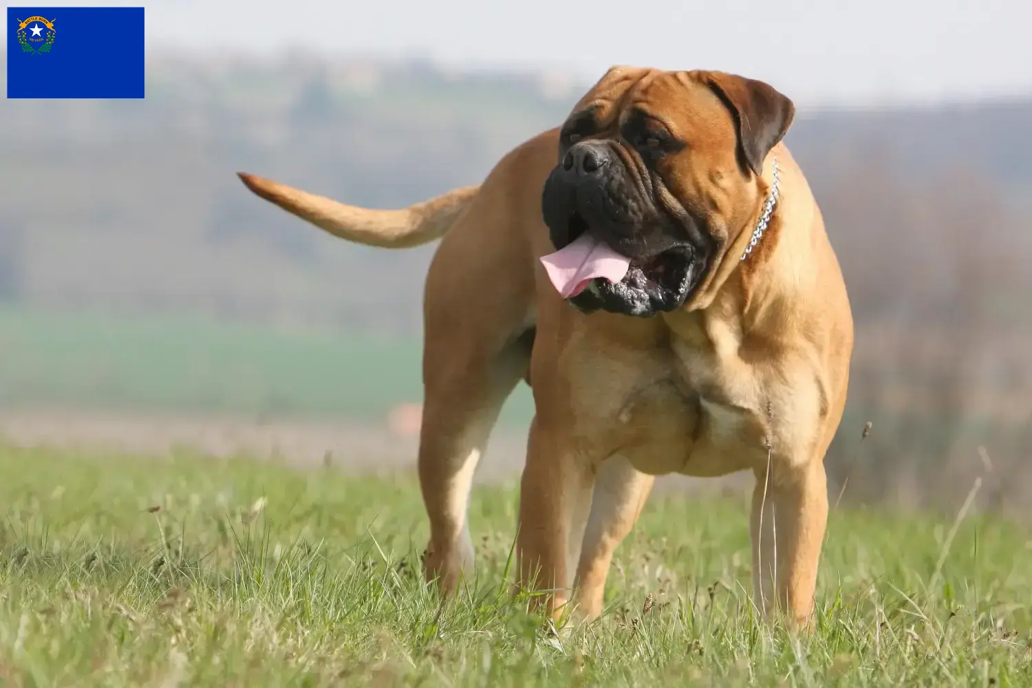 Read more about the article Bullmastiff breeders and puppies in Nevada