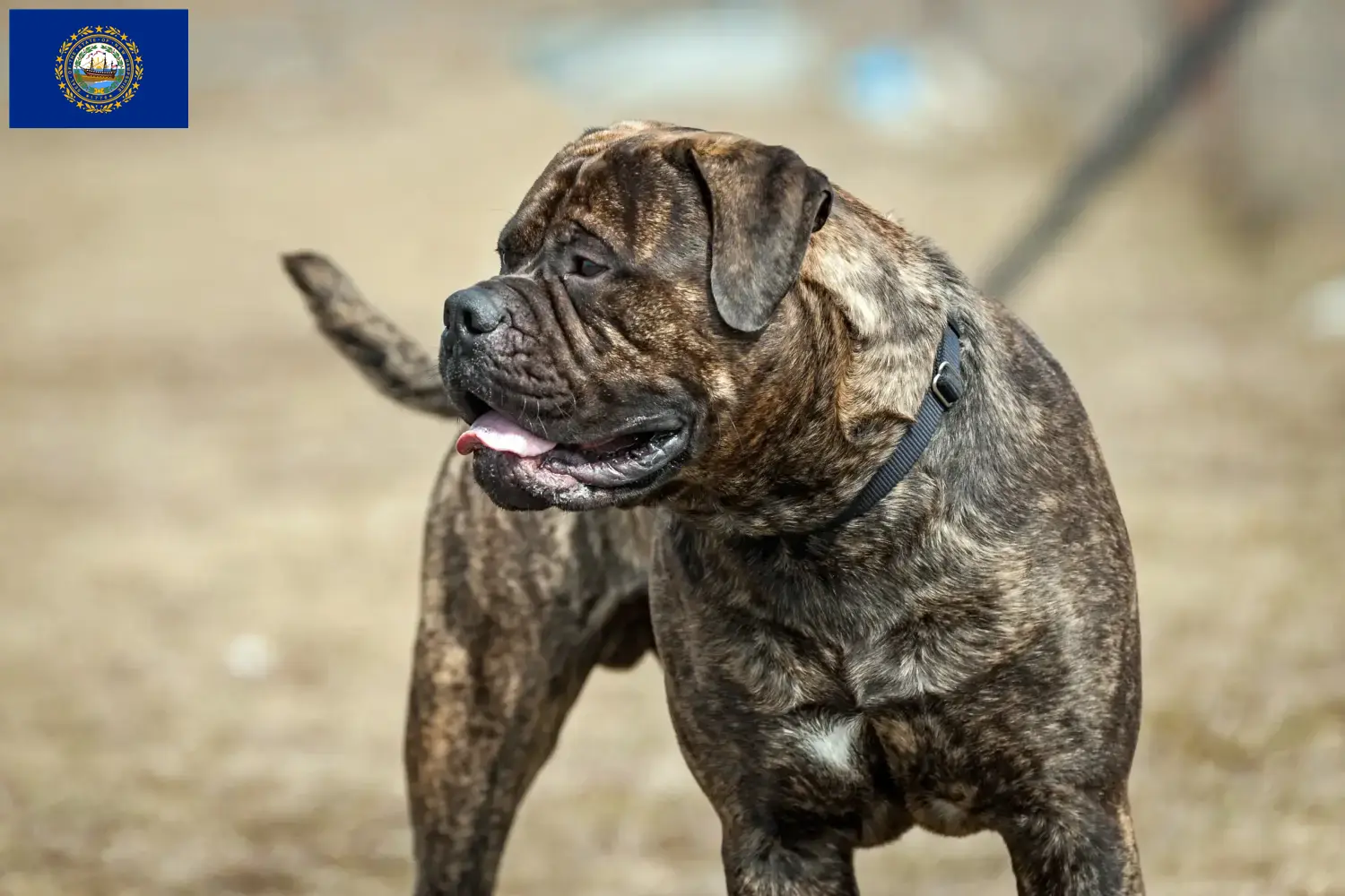 Read more about the article Bullmastiff breeders and puppies in New Hampshire