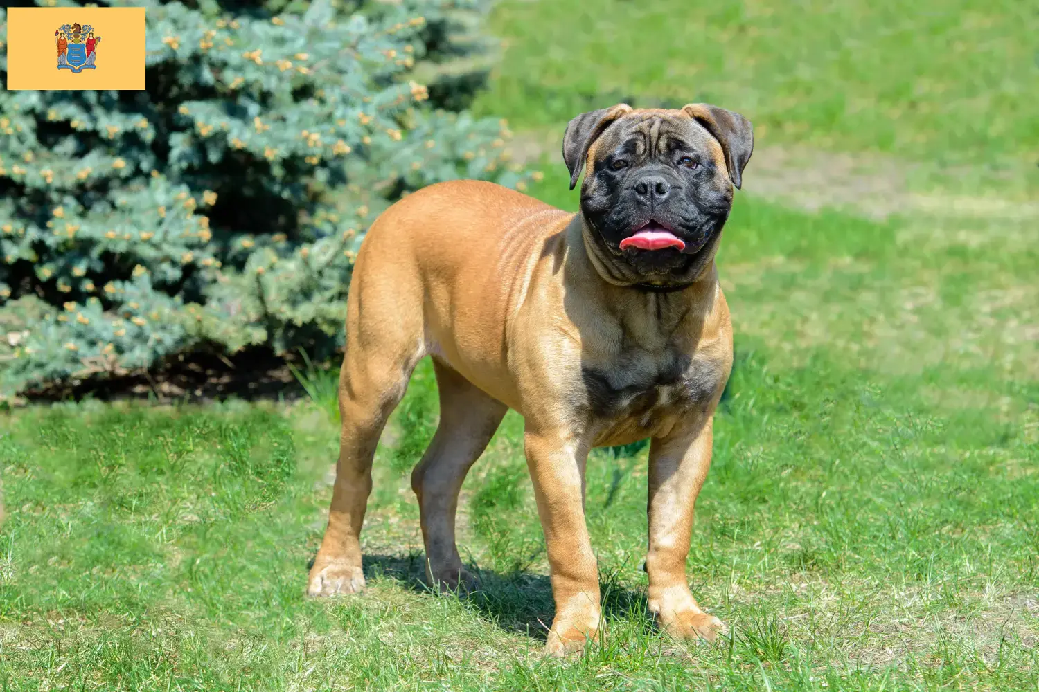 Read more about the article Bullmastiff breeders and puppies in New Jersey