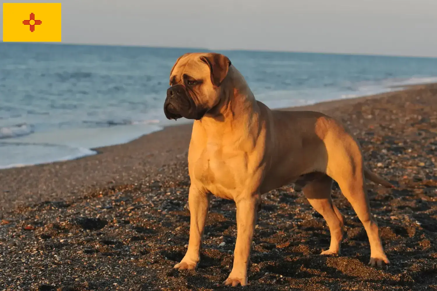 Read more about the article Bullmastiff breeders and puppies in New Mexico