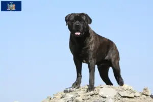 Read more about the article Bullmastiff breeders and puppies in New York