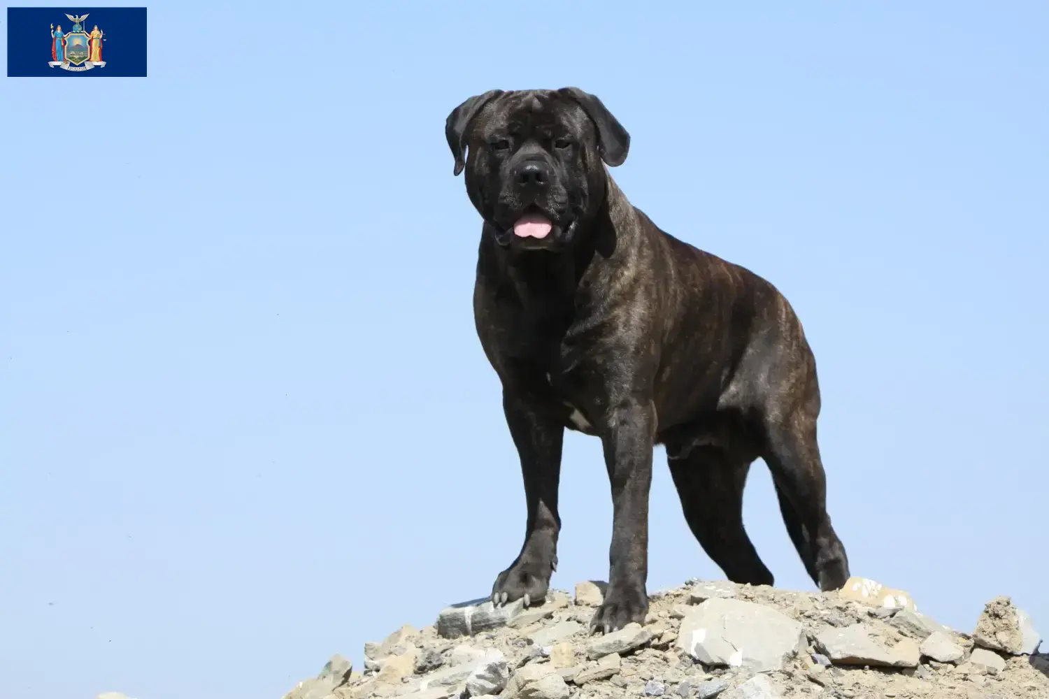 Read more about the article Bullmastiff breeders and puppies in New York