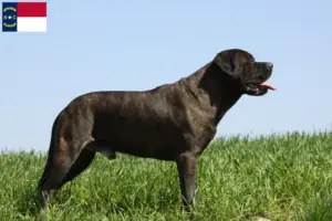 Read more about the article Bullmastiff breeders and puppies in North Carolina