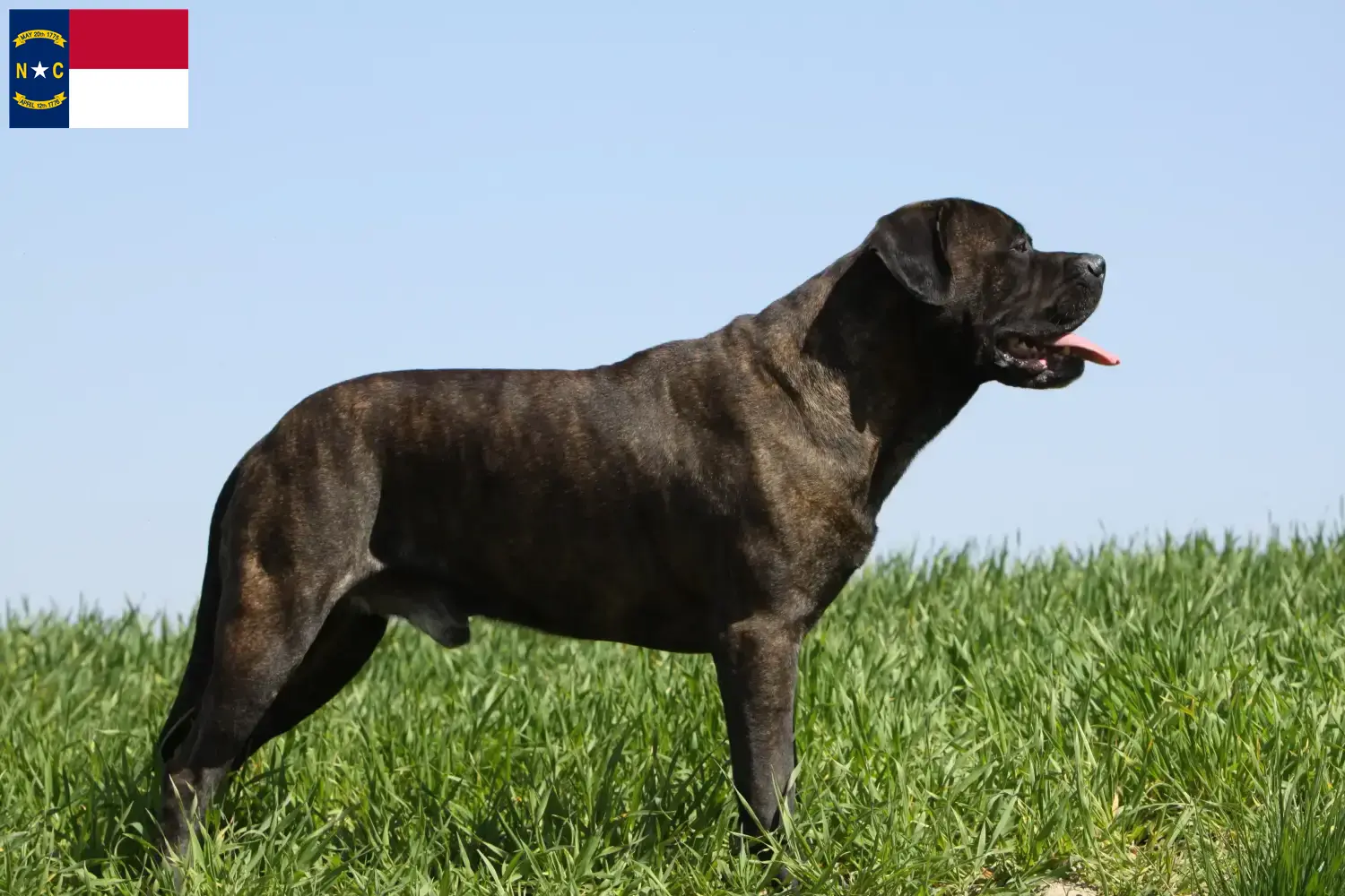 Read more about the article Bullmastiff breeders and puppies in North Carolina