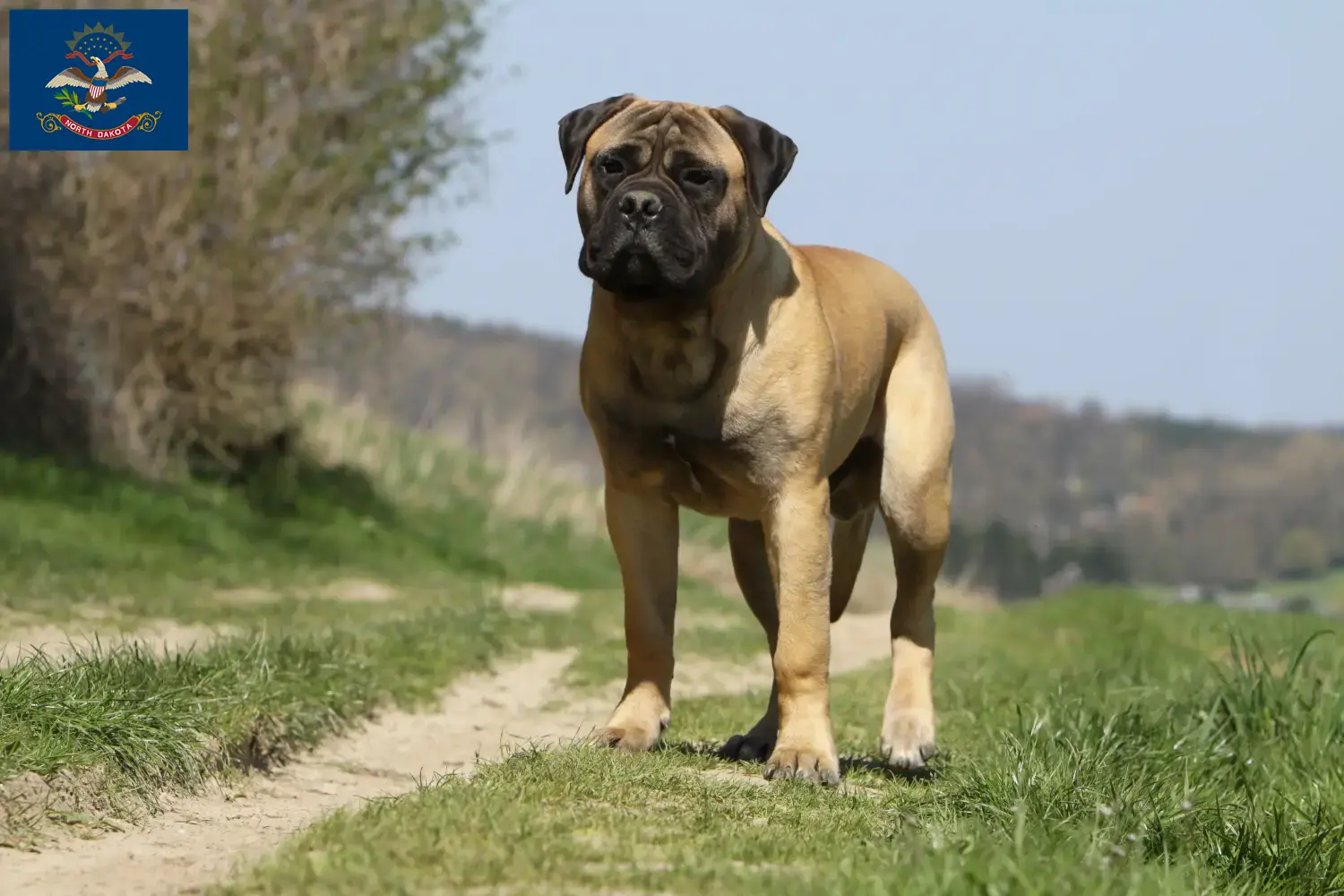 Read more about the article Bullmastiff breeders and puppies in North Dakota