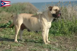 Read more about the article Bullmastiff breeders and puppies in Ohio