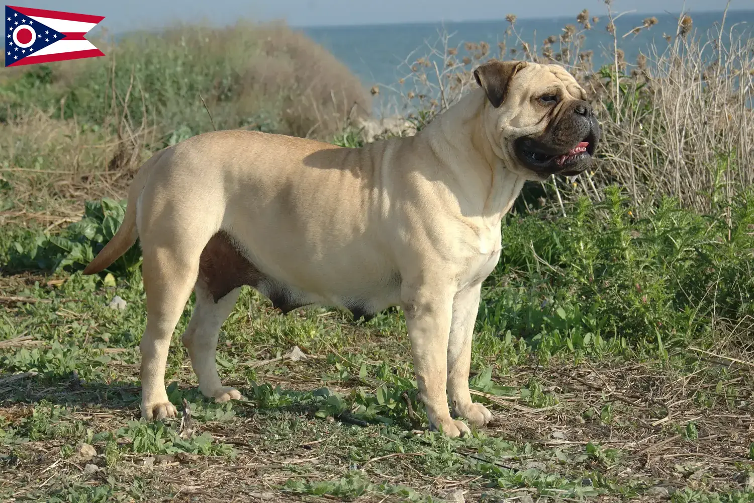 Read more about the article Bullmastiff breeders and puppies in Ohio