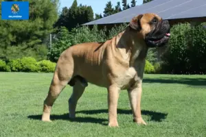 Read more about the article Bullmastiff breeders and puppies in Oklahoma