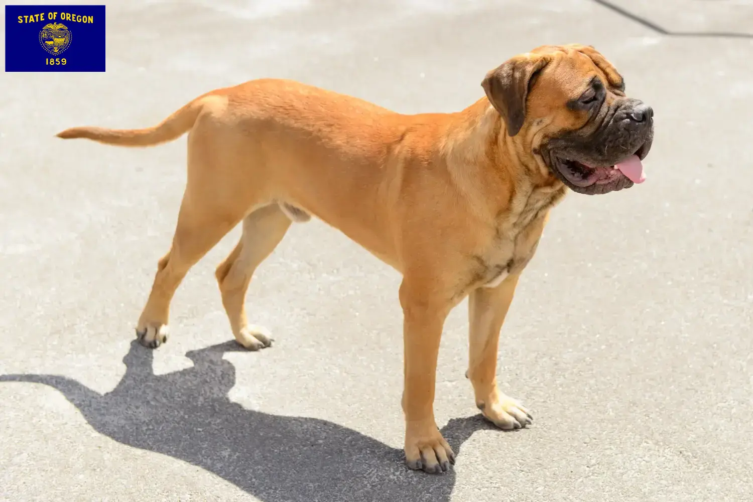 Read more about the article Bullmastiff breeders and puppies in Oregon