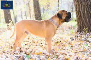 Read more about the article Bullmastiff breeders and puppies in Pennsylvania