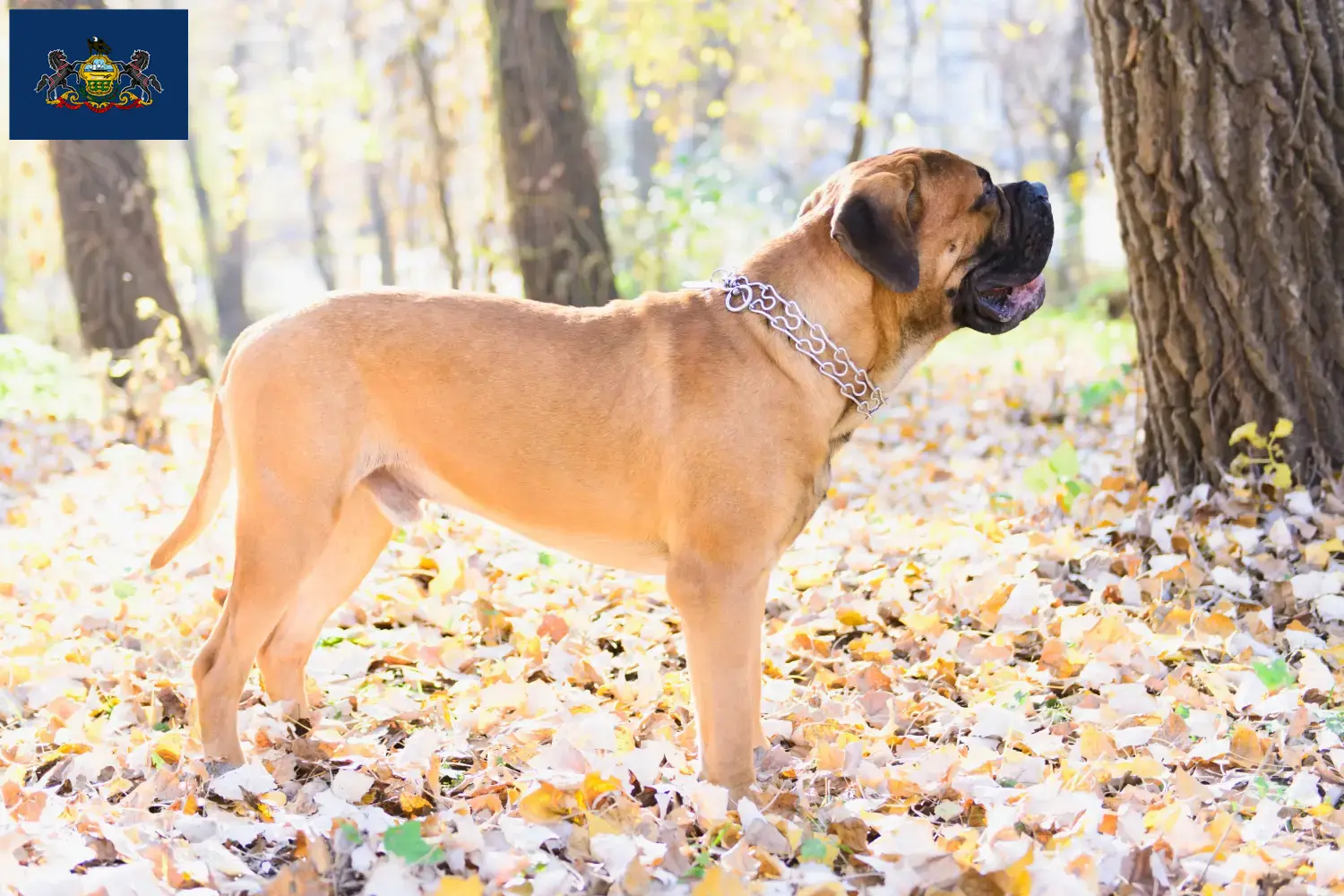 Read more about the article Bullmastiff breeders and puppies in Pennsylvania