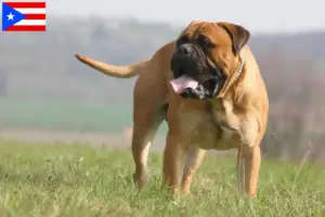 Read more about the article Bullmastiff breeders and puppies in Puerto Rico