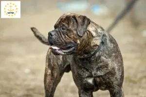 Read more about the article Bullmastiff breeders and puppies in Rhode Island