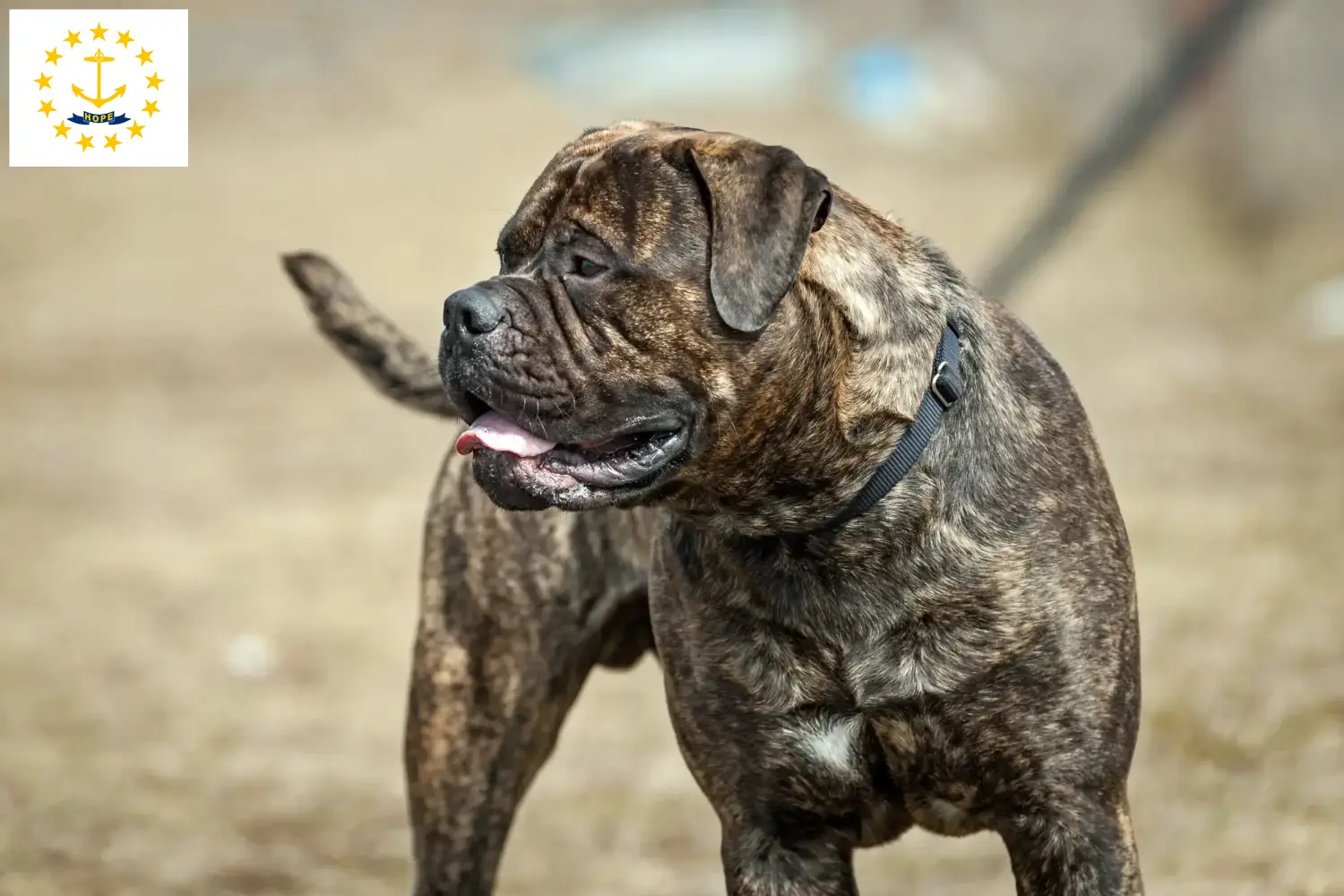 Read more about the article Bullmastiff breeders and puppies in Rhode Island