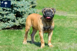 Read more about the article Bullmastiff breeders and puppies in South Carolina