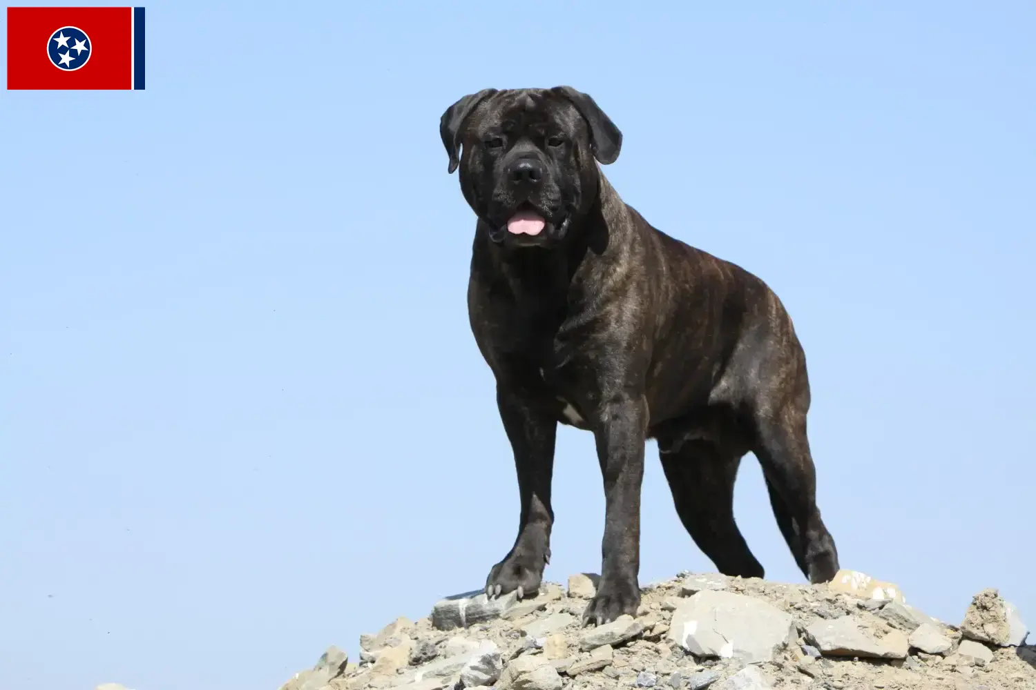 Read more about the article Bullmastiff breeders and puppies in Tennessee